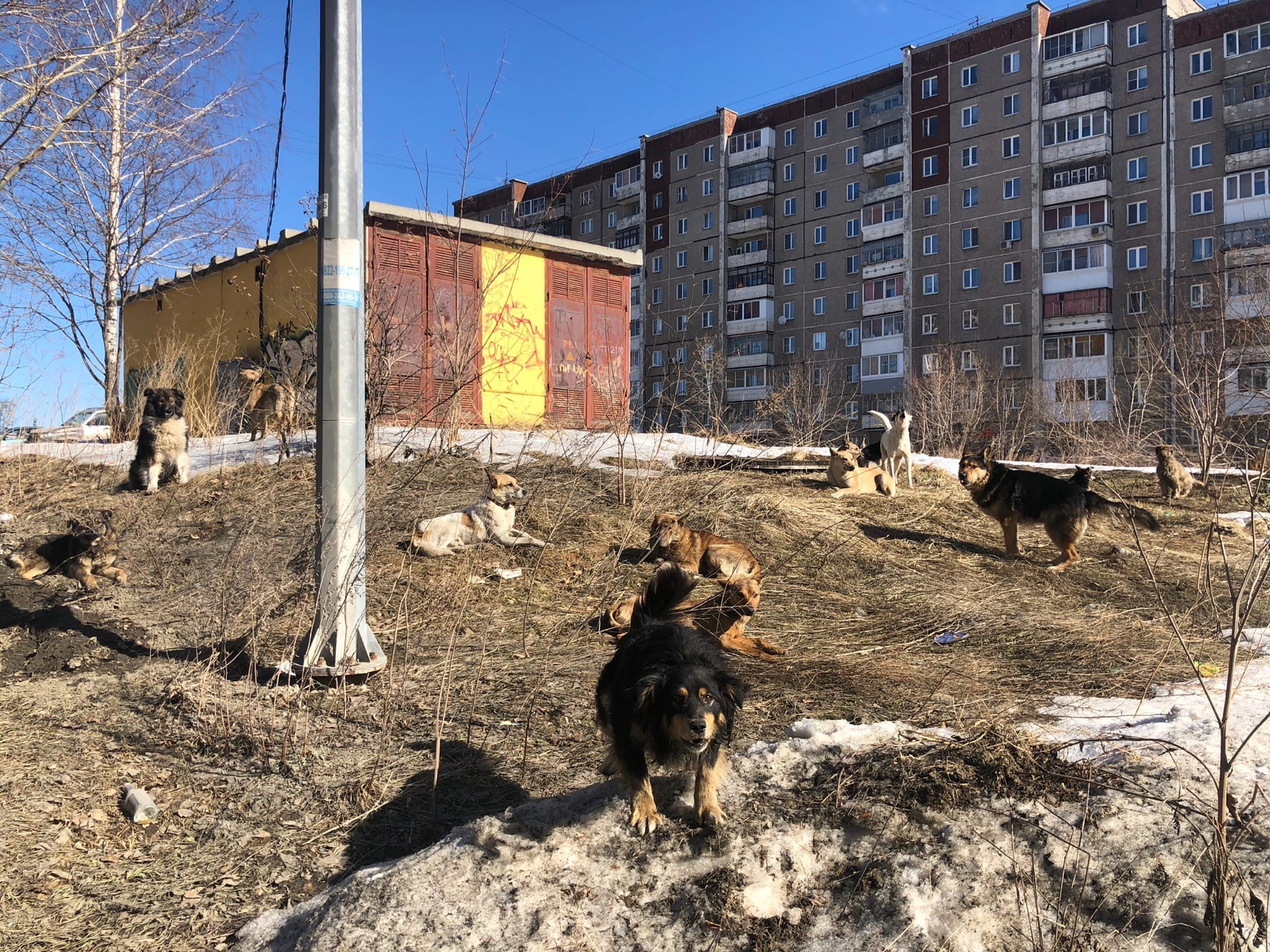 В Нижнем Тагиле фирма-отловщик за несколько месяцев поймала лишь 24 собаки  вместо 170, заявленных в контракте (Видео) - Все новости Нижнего Тагила и  Свердловской области