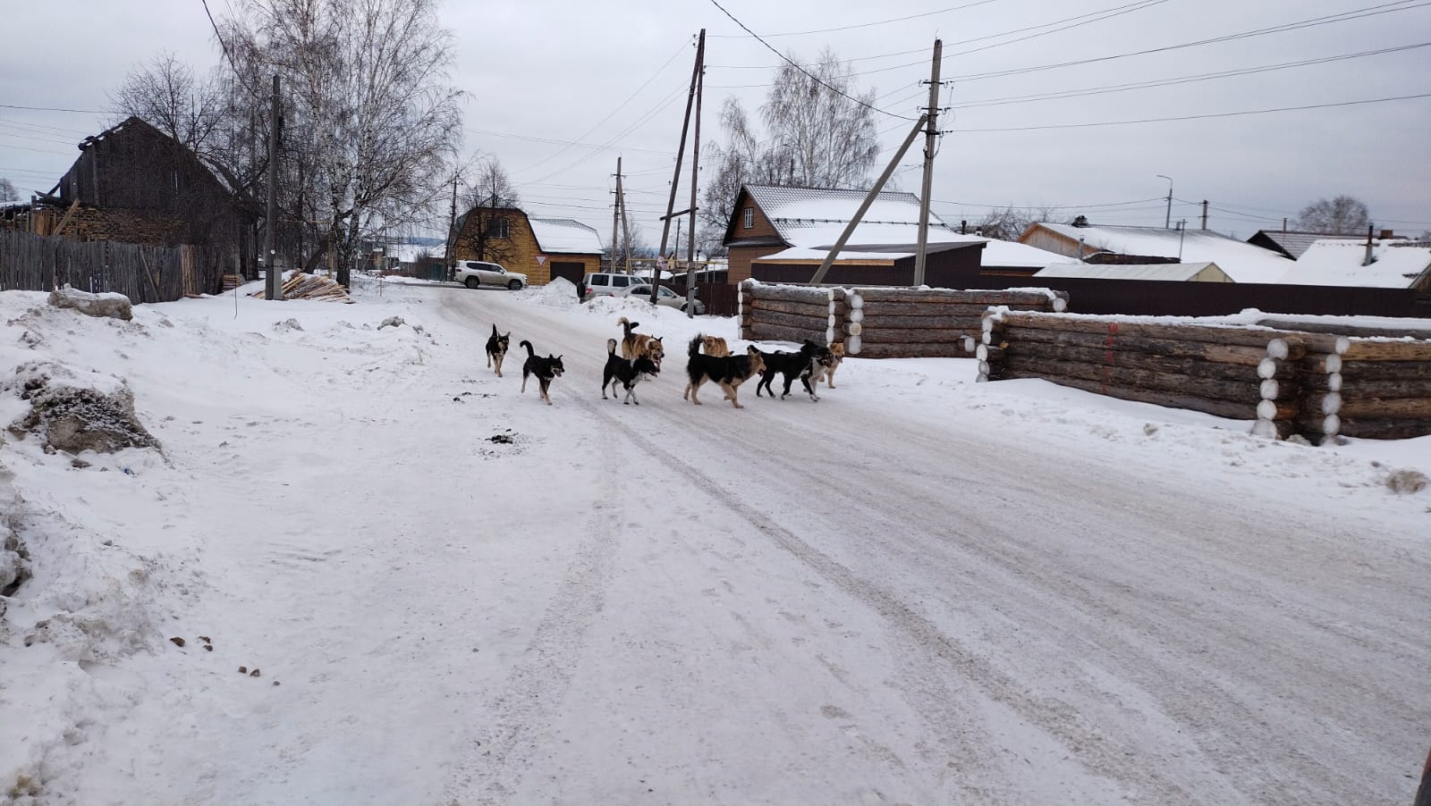 Бродячие собаки терроризируют село под Нижним Тагилом (Видео)