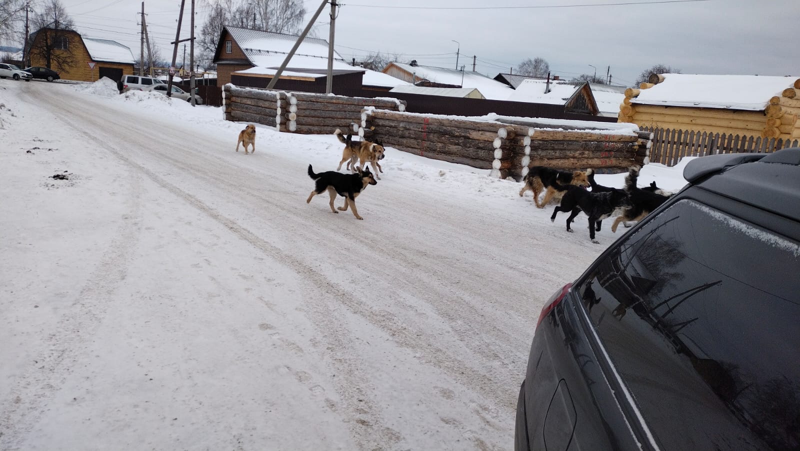 Отловщики испугались агрессивных собак в пригороде Нижнего Тагила