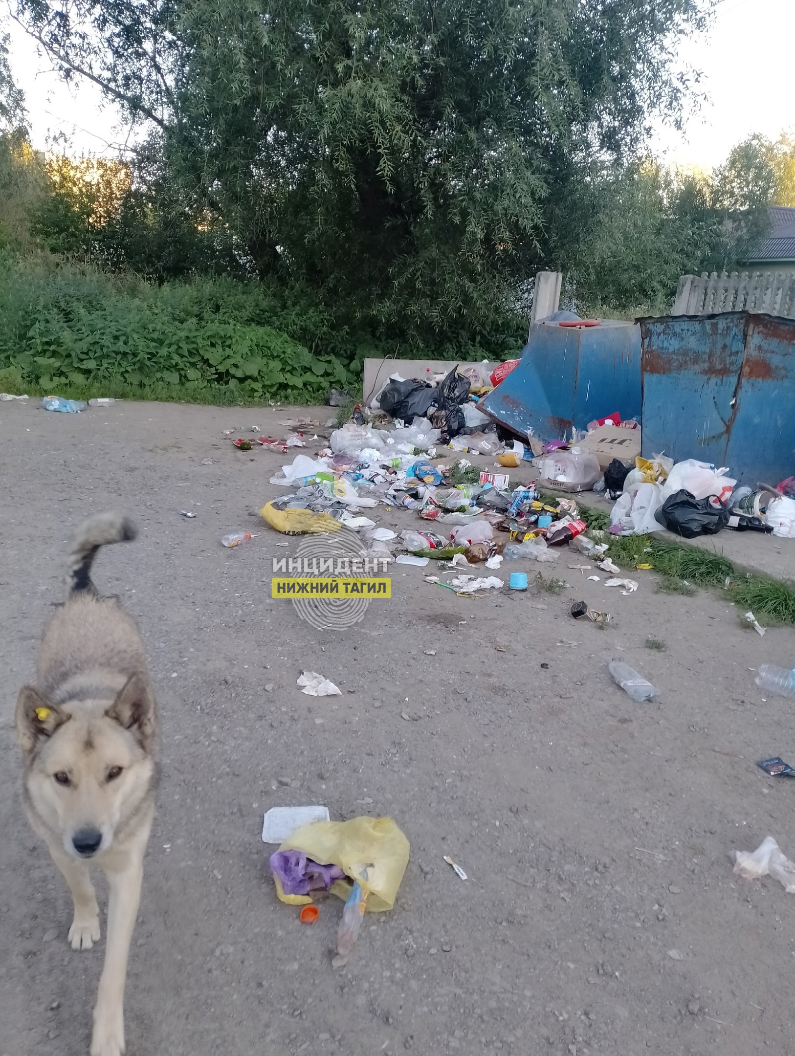 Мусорный коллапс возле домов в Нижнем Тагиле вызывает негодование жителей