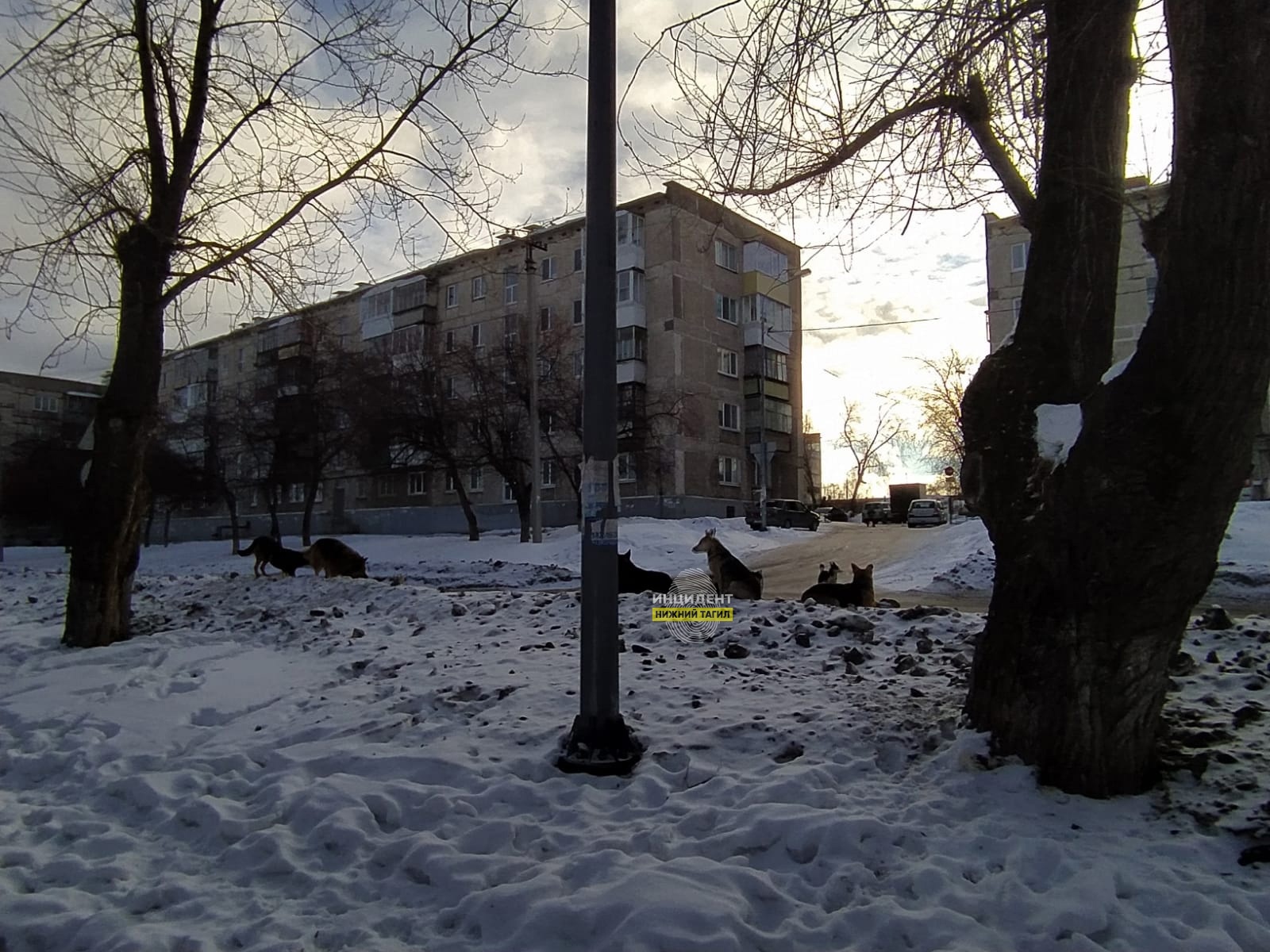 В Нижнем Тагиле стая бродячих псов держит в страхе жителей микрорайона -  Все новости Нижнего Тагила и Свердловской области