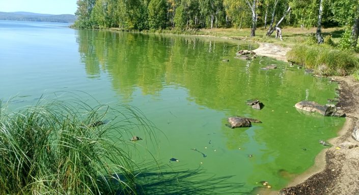 Цветение сине-зеленых водорослей