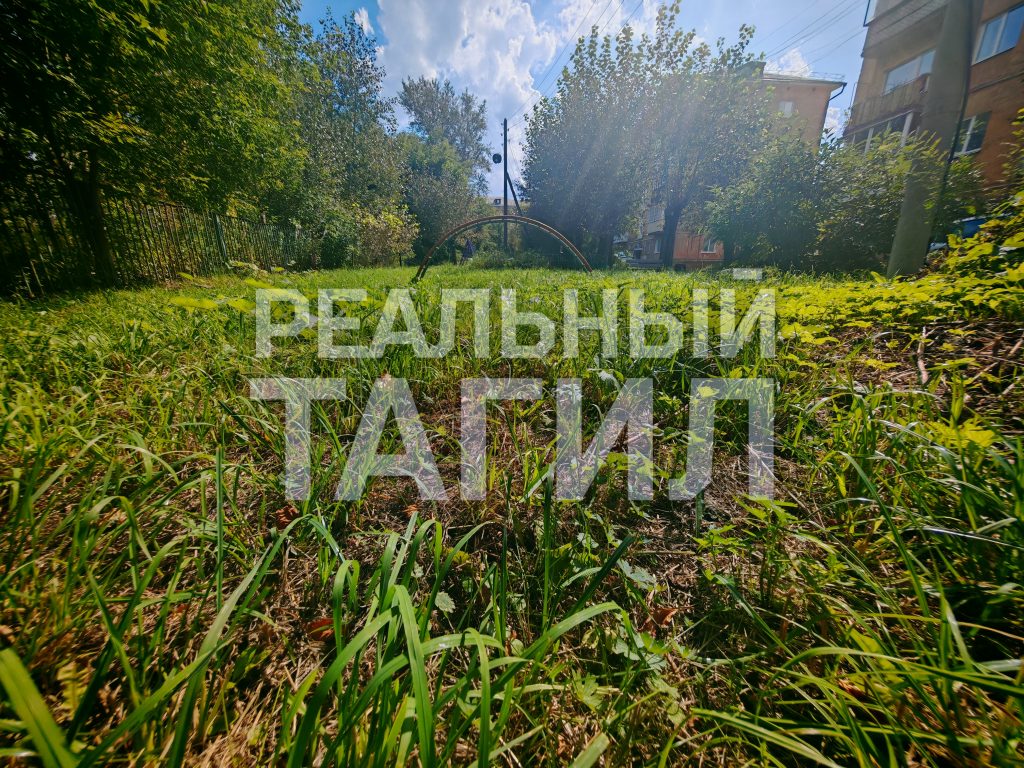 Тагильская мэрия «проворонила» центр города: заросли травы возмущают жителей - Жильцы многоквартирных домов выразили недовольство работой мэрии Нижнего Тагила из-за неудовлетворительного состояния придомовых территорий: в течение всего летнего периода не производился покос травы. трава
