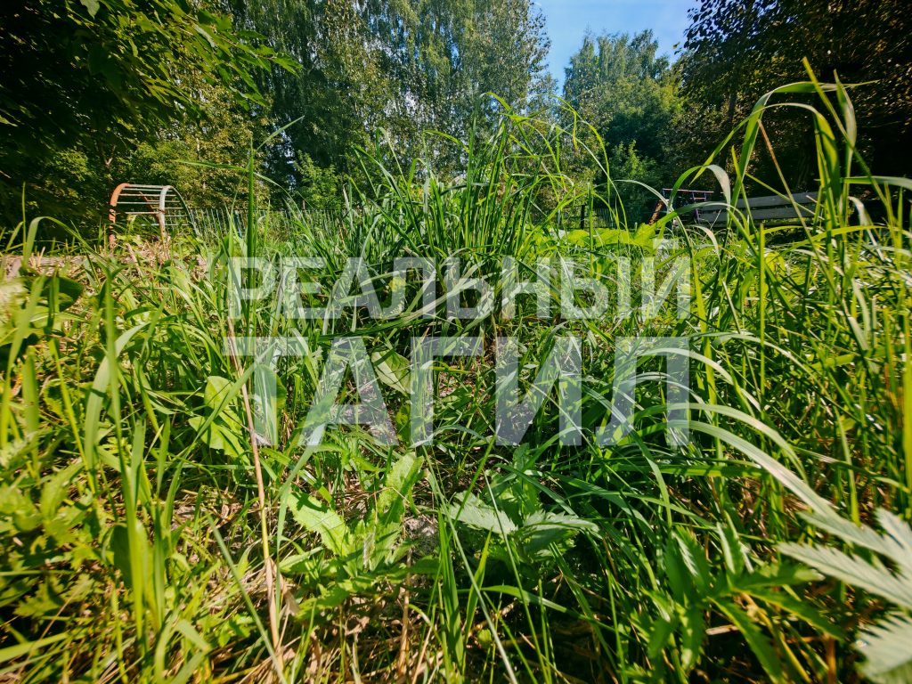 Тагильская мэрия «проворонила» центр города: заросли травы возмущают жителей - Жильцы многоквартирных домов выразили недовольство работой мэрии Нижнего Тагила из-за неудовлетворительного состояния придомовых территорий: в течение всего летнего периода не производился покос травы. Тагильская мэрия «проворонила» центр города: заросли травы возмущают жителей -