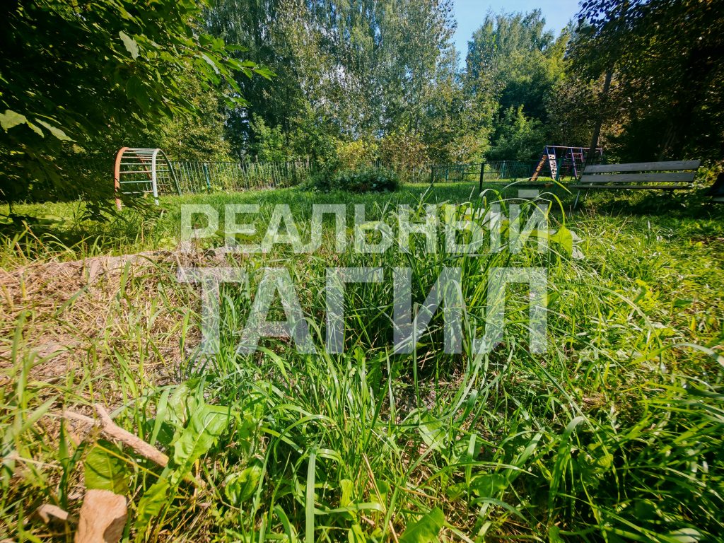 Тагильская мэрия «проворонила» центр города: заросли травы возмущают жителей - Жильцы многоквартирных домов выразили недовольство работой мэрии Нижнего Тагила из-за неудовлетворительного состояния придомовых территорий: в течение всего летнего периода не производился покос травы. трава