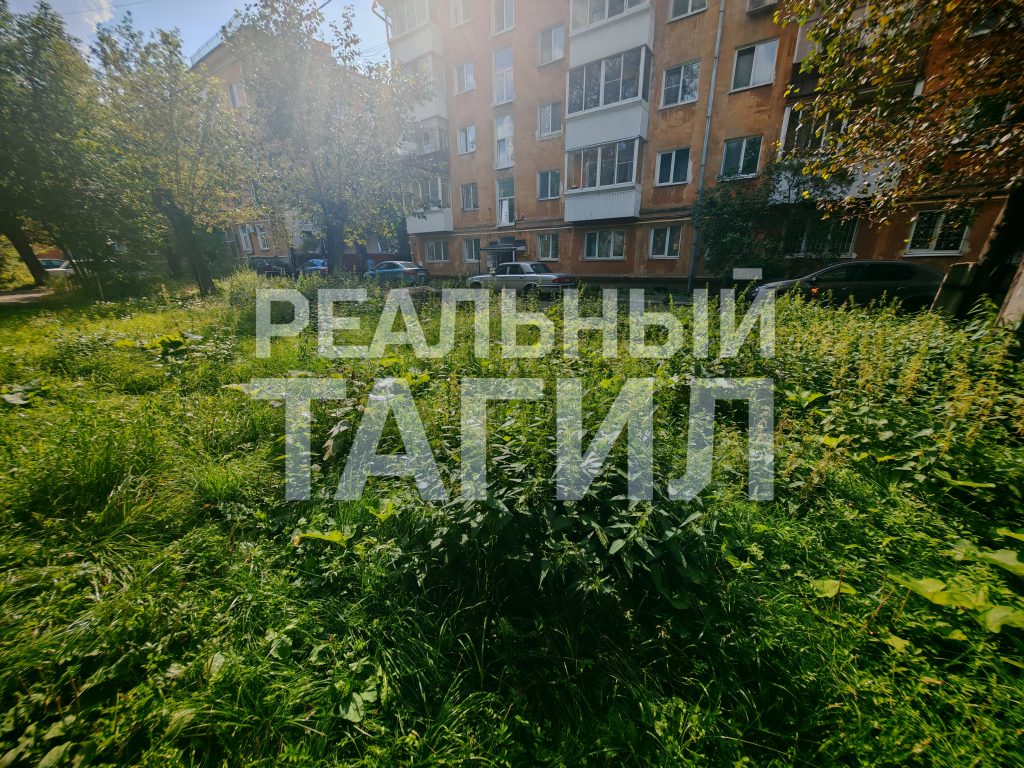 Тагильская мэрия «проворонила» центр города: заросли травы возмущают жителей - Жильцы многоквартирных домов выразили недовольство работой мэрии Нижнего Тагила из-за неудовлетворительного состояния придомовых территорий: в течение всего летнего периода не производился покос травы. Тагильская мэрия «проворонила» центр города: заросли травы возмущают жителей -