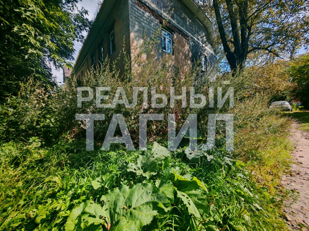 Тагильская мэрия «проворонила» центр города: заросли травы возмущают жителей - Жильцы многоквартирных домов выразили недовольство работой мэрии Нижнего Тагила из-за неудовлетворительного состояния придомовых территорий: в течение всего летнего периода не производился покос травы. Тагильская мэрия «проворонила» центр города: заросли травы возмущают жителей -