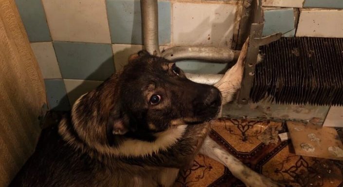 В Нижнем Тагиле спасатели помогли собаке вытащить лапу из батареи -