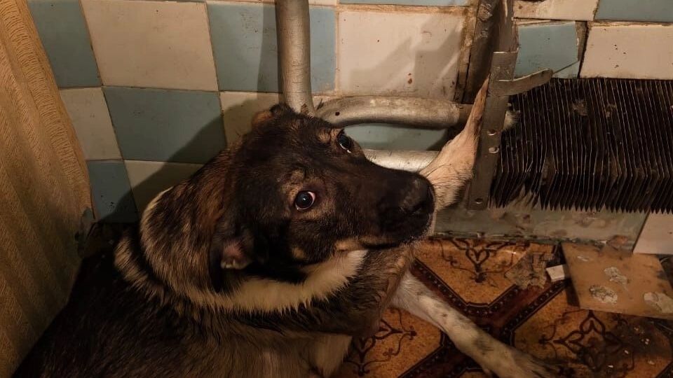 В Нижнем Тагиле спасатели помогли собаке вытащить лапу из батареи - В Нижнем Тагиле спасатели освободили собаку, застрявшую лапой в отопительной батарее. В Нижнем Тагиле спасатели помогли собаке вытащить лапу из батареи -
