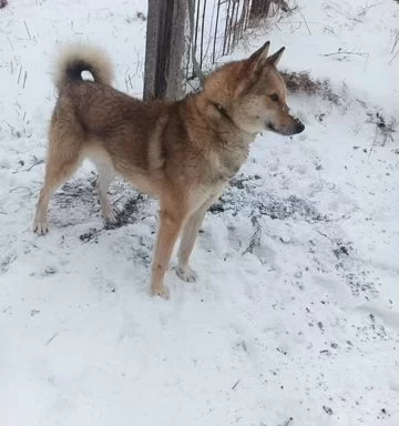 собака животное