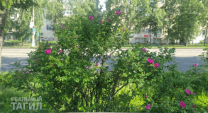 тагил, центр, памятник, клумбы, цветы, озеленение, погода, прогноз, лето