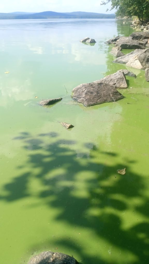 Насыщенный зелёный оттенок: водоросли захватили питьевой источник для тагильчан - Черноисточинский пруд под Нижним Тагилом продолжает цвести. Насыщенный зелёный оттенок: водоросли захватили питьевой источник для тагильчан -