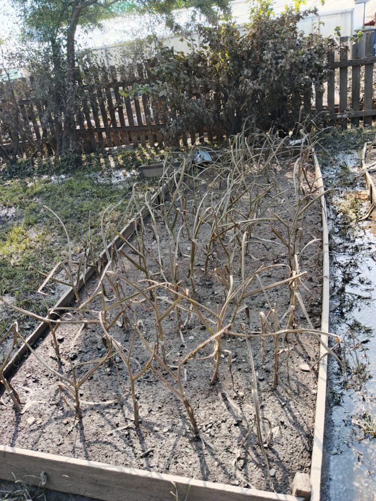 Урожай уничтожен, вода отравлена: тагильчане в СНТ «Шахтёр» потеряли всё - Вода, пришедшая в СНТ «Шахтёр», оставила после себя не просто грязь, а полностью уничтоженную инфраструктуру и погибший урожай, в связи с чем у пострадавших возникает резонный вопрос: как теперь жить и что делать с тем, что осталось от их садов и огородов? снт шахтер паводок