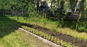 клумбы цветы тагил