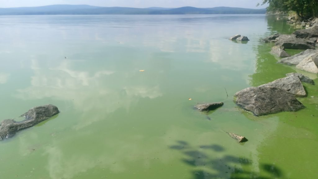 Насыщенный зелёный оттенок: водоросли захватили питьевой источник для тагильчан - Черноисточинский пруд под Нижним Тагилом продолжает цвести. Насыщенный зелёный оттенок: водоросли захватили питьевой источник для тагильчан -