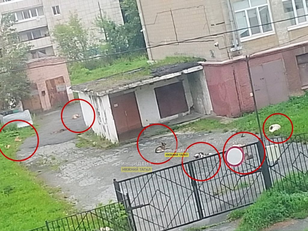 Двор школы Тагила облюбовала стая бездомных собак - Тагильчане делятся тревожными кадрами и рассуждают о том, что животных, вероятно, кто‑то регулярно подкармливает. Двор школы Тагила облюбовала стая бездомных собак -