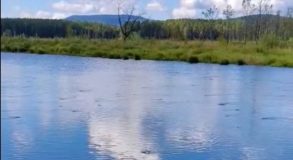 Черноисточинск река Канава гибель рыбы