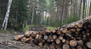 вырубка леса антоновский