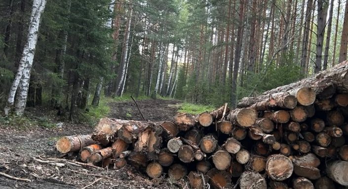 вырубка леса антоновский