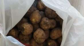 картофель