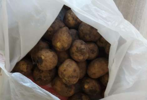 картофель