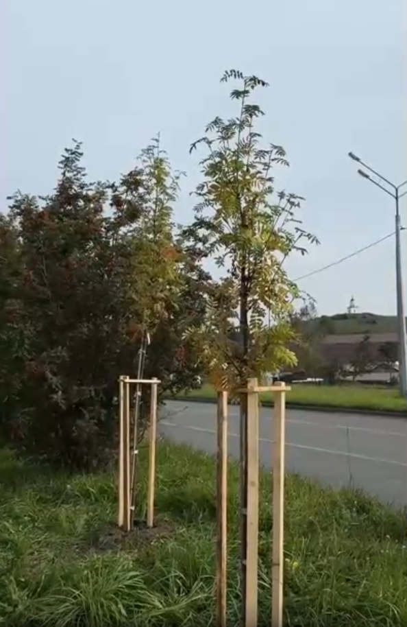 деревья рябина
