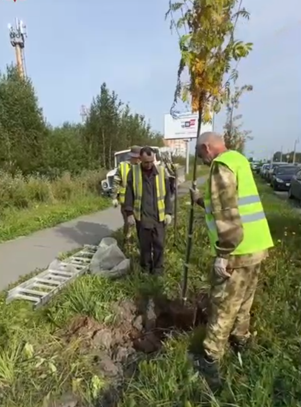 деревья рябина