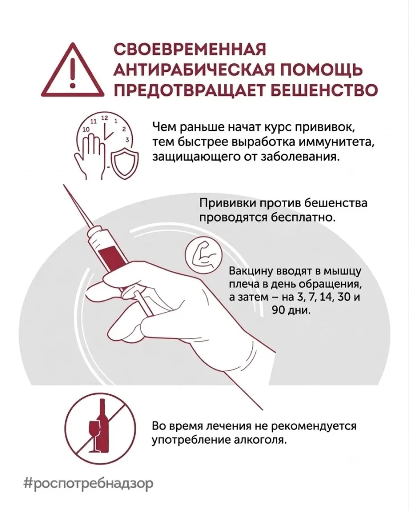 Роспотребнадзор назвал главных переносчиков бешенства -