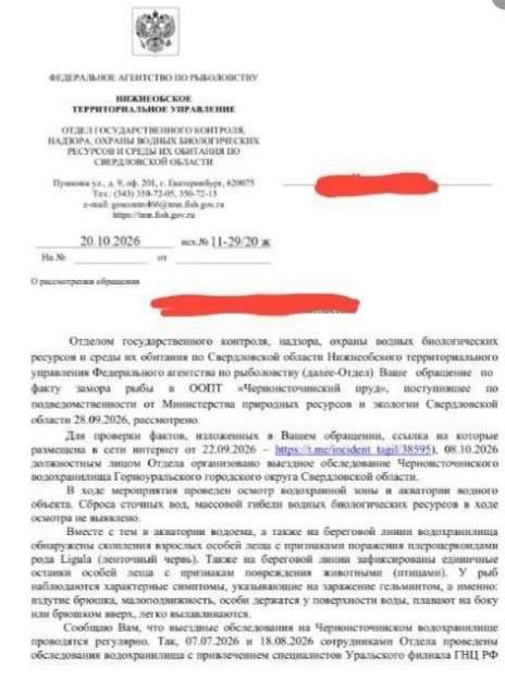 Ленточный червь поразил рыбу в Черноисточинском пруду - В Черноисточинске надзорные органы провели проверку по обращению местных жителей связанного с мором рыбы в местном пруду. Ленточный червь поразил рыбу в Черноисточинском пруду -