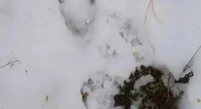 медве