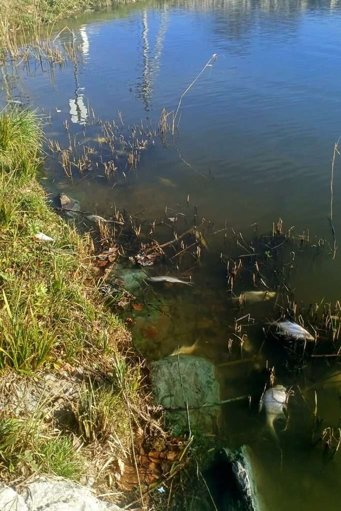 Мор рыбы в Черноисточинске вышел за пределы пруда -