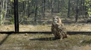 филин